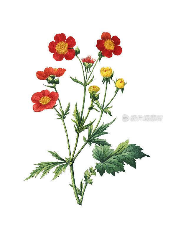 Geum coccineum | Redoute Flower插图